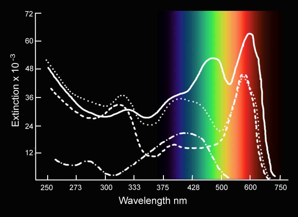 Description: Absorbance spectrum of synthetic Direct Deep Black E