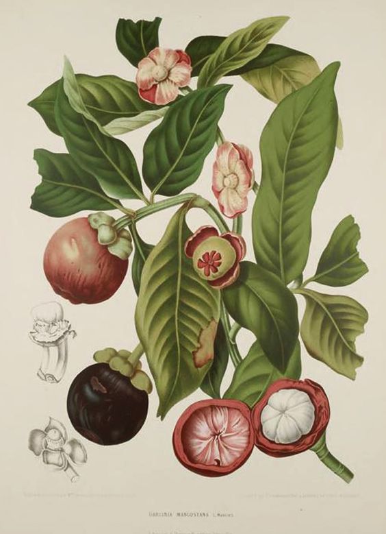 Description: Garcinia mangostana, 1880