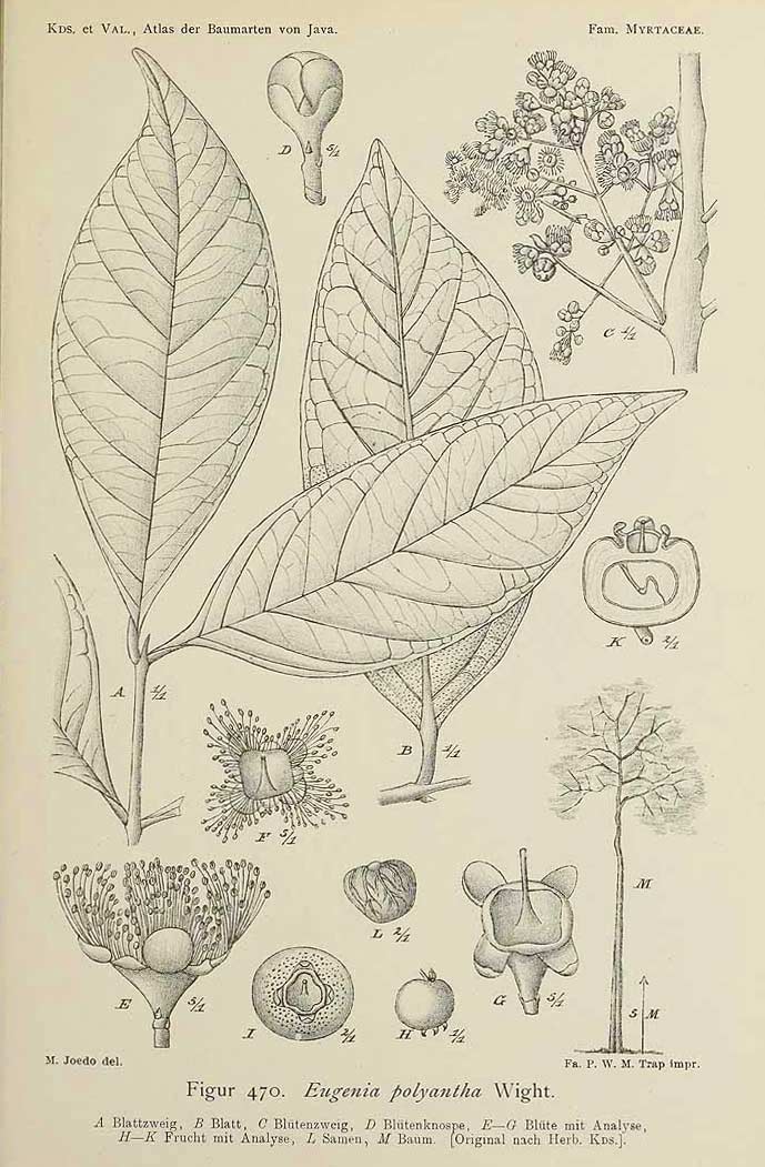 Description: Syzygium polyanthum