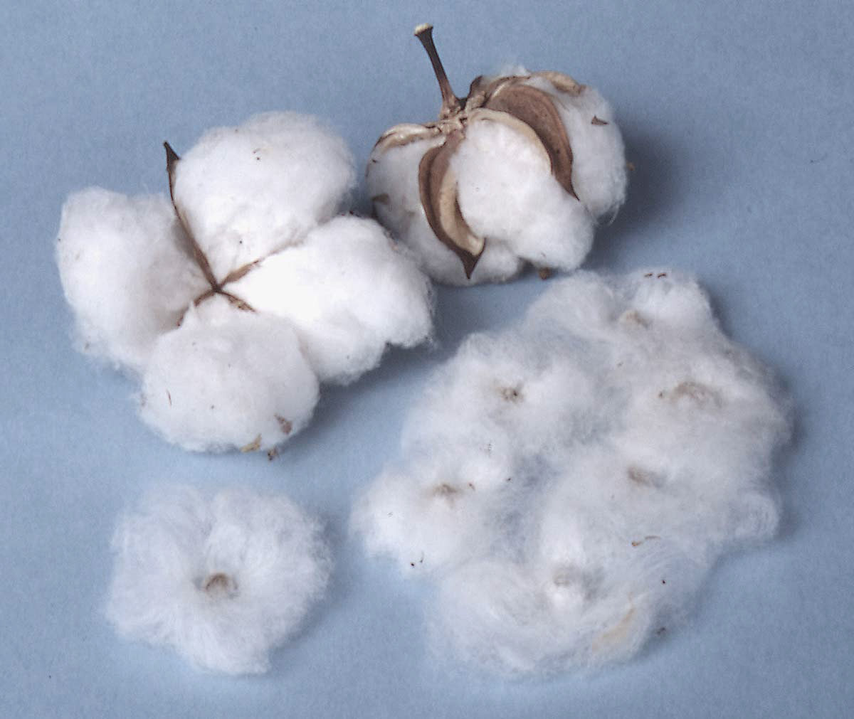 Description: Cotton Bolls and Seeds