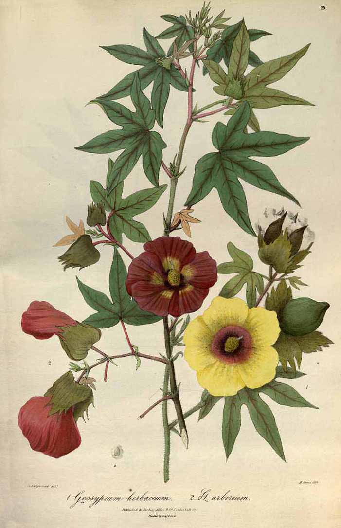 Description: Gossypium herbaceum and arborium illustration