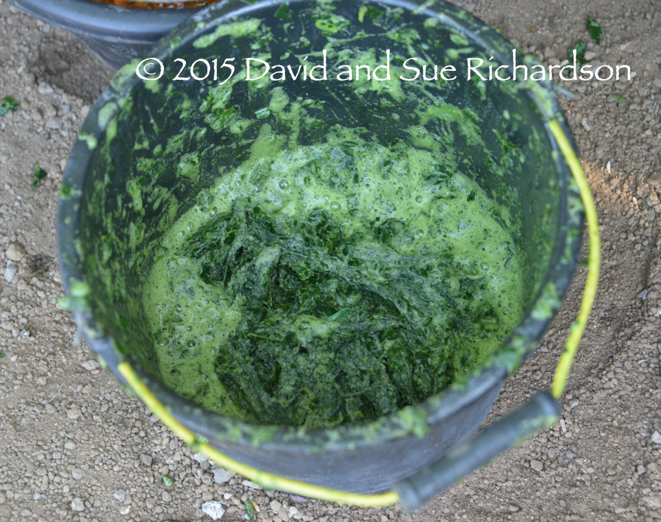 Description: A bucket of frothy turi dye at Lamalera in 2015