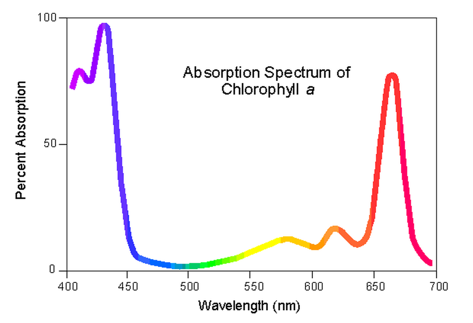 Absorbtion spectrum of chlorophyll a