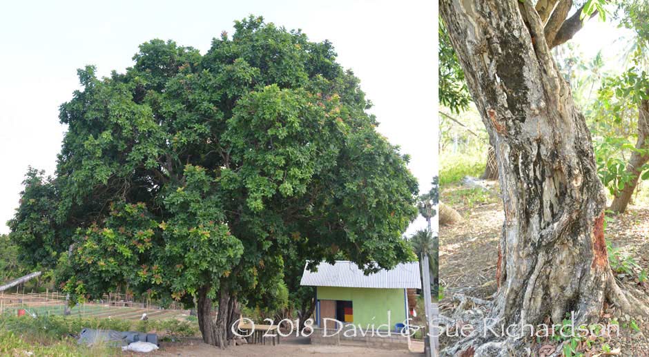 Description: Kusambi trees on Kisar
