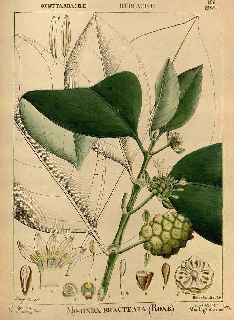 Description: M. citrifolia var. bracteata