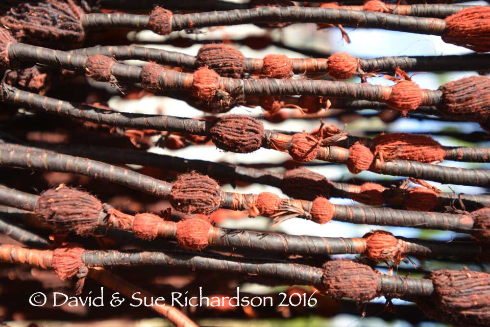 Description: Bound morinda-died yarns drying at Prailui