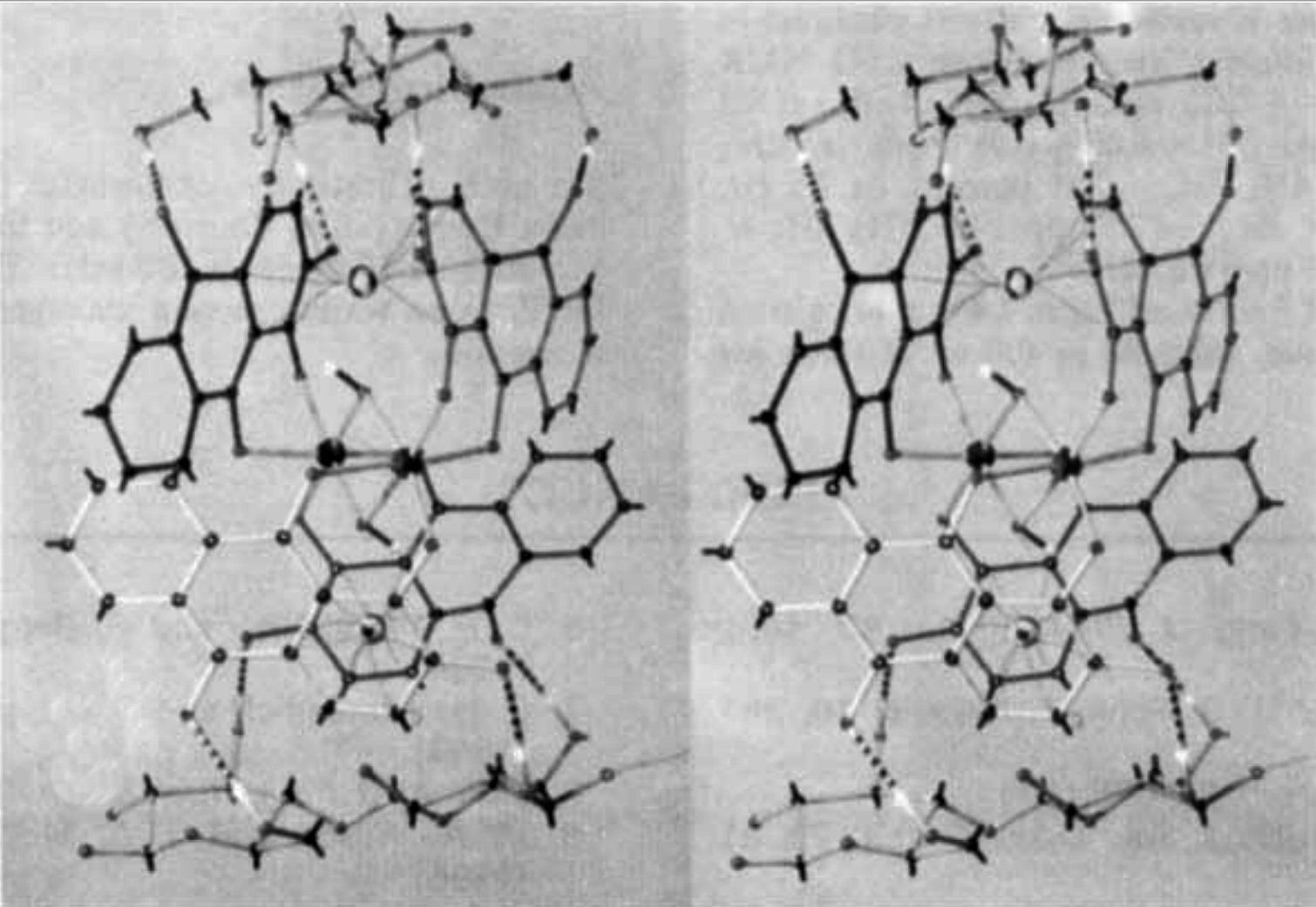 Description: Stereoscopic view of a closed alizarin tetrahydrate complex binding with two cellubiose units