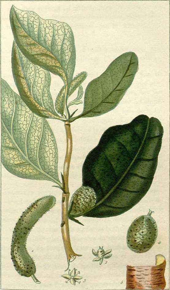 Description: M. tinctoria, Descourtilz 1828
