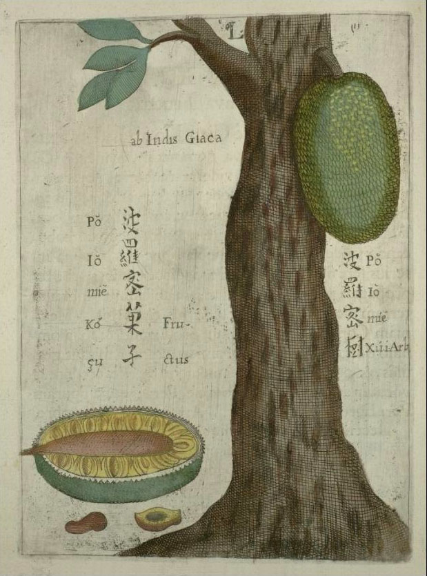 Description: A jackfruit tree in China