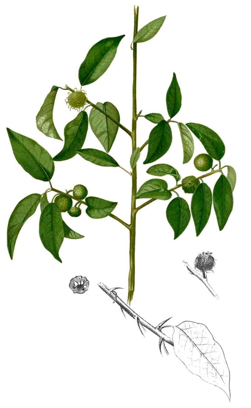 Description: Maclura cochinchinensis