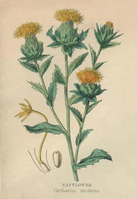 Description: Safflower, Carthamus tincttiorius