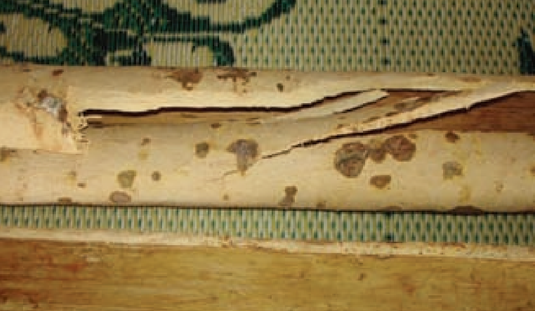 Description: Dried prahout bark, Cambodia