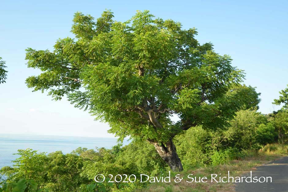 Description: A réo tree