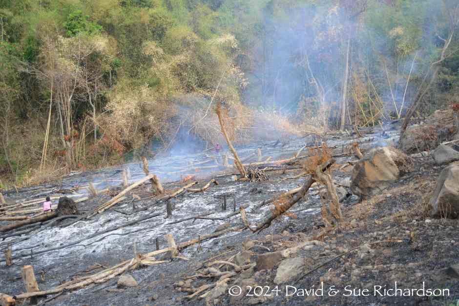Description: Land being cleared on the Ata Déi Peninsula