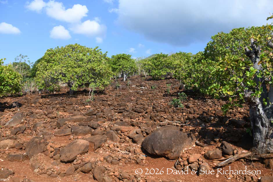 Description: Stone terraces close to Balaweling