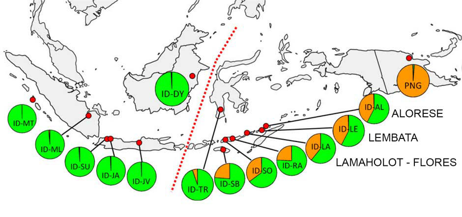 Description: Geographical distribution of Austronesian and Papuan admixtures